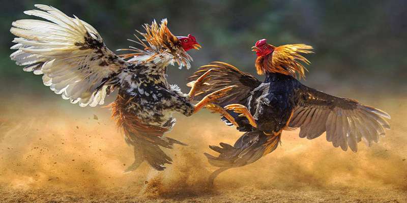 Hướng dẫn tham gia sảnh game đá gà 78win