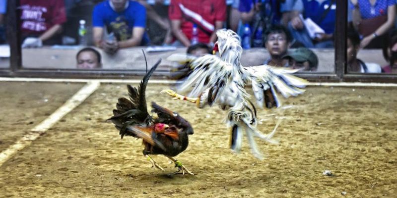 Hướng dẫn chơi đá gà DWIN68 ăn tiền nhà cái Hướng dẫn chơi đá gà DWIN68 ăn tiền nhà cái
